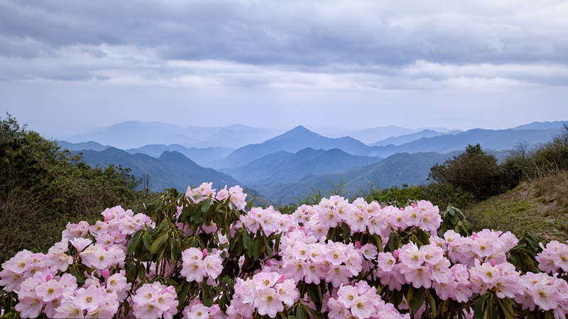 云上大院杜鹃花海。胡子平 摄